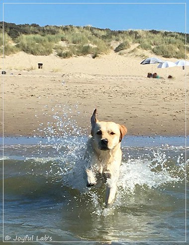 Joyful Lab's Cheeky Girl Joyful Lab's Cheeky Girl