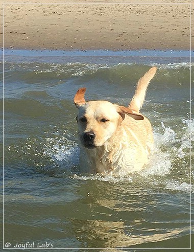 Joyful Lab's Cheeky Girl Joyful Lab's Cheeky Girl