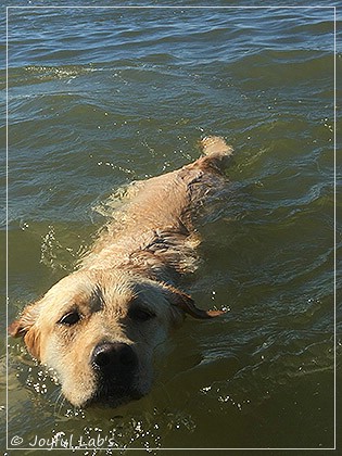 Joyful Lab's Cheeky Girl