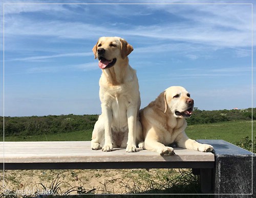 Joyful Lab's Cheeky Girl