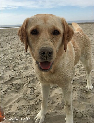 Joyful Lab's Cheeky Girl