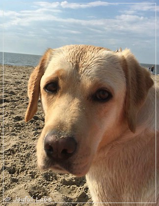 Joyful Lab's Cheeky Girl