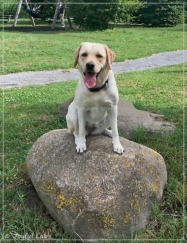 Joyful Lab's Cheeky Girl Joyful Lab's Cheeky Girl