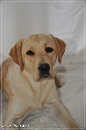 Joyful Lab's Cheeky Girl