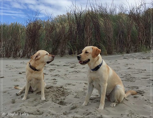 Joyful Lab's Cheeky Girl