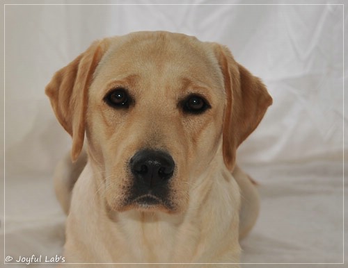 Joyful Lab's Cheeky Girl