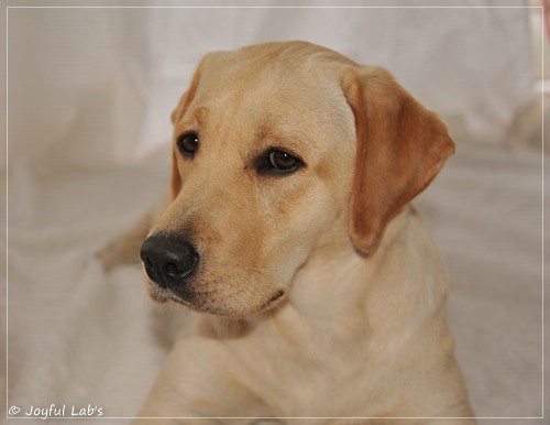 Joyful Lab's Cheeky Girl