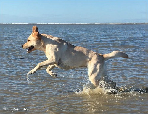 Joyful Lab's Cheeky Girl