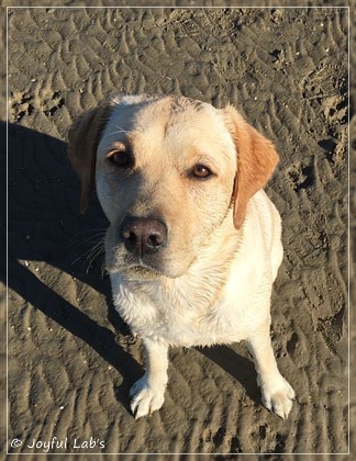 Joyful Lab's Cheeky Girl