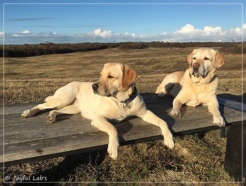 Joyful Lab's Cheeky Girl