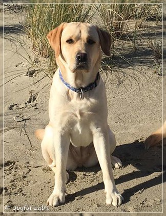 Joyful Lab's Cheeky Girl