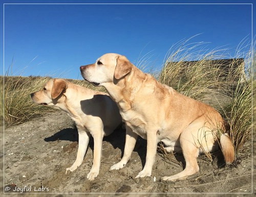 Joyful Lab's Cheeky Girl