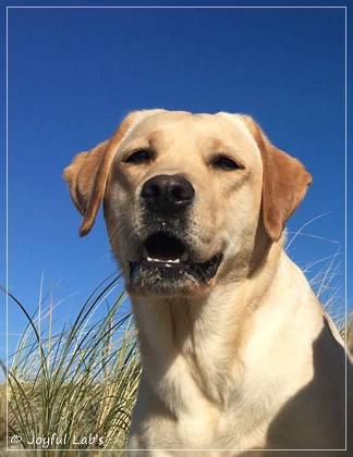 Joyful Lab's Cheeky Girl