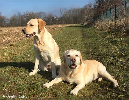 Joyful Lab's Cheeky Girl