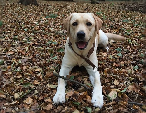 Joyful Lab's Cheeky Girl