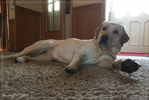 Joyful Lab's Cheeky Girl