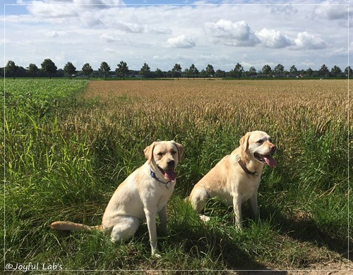 Joyful Lab's Cheeky Girl