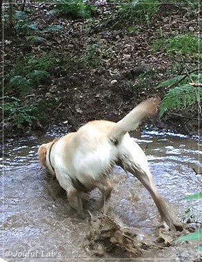 Joyful Lab's Cheeky Girl