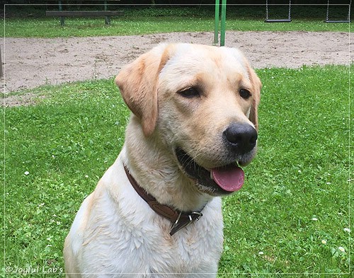 Joyful Lab's Cheeky Girl