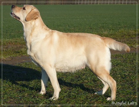 Hanna - Rosefair Joyful Girl