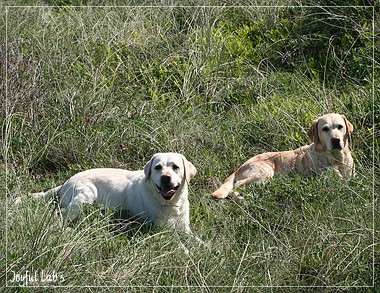 Joyful Lab's A Wurf