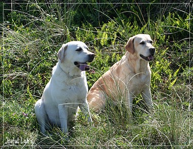 Joyful Lab's A Wurf