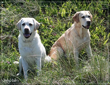 Joyful Lab's A Wurf