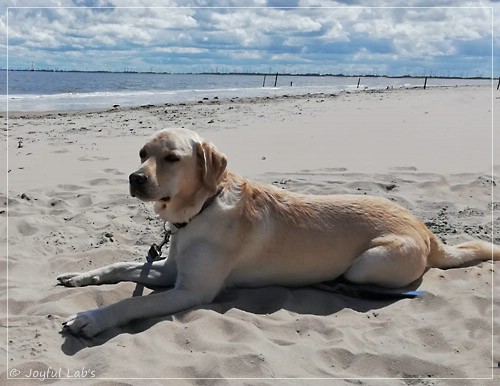 Joyful Lab's Dream Boy - Henry