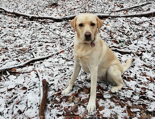 Joyful Lab's Dream Boy - Henry