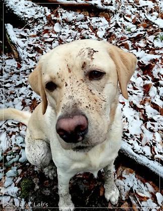 Joyful Lab's Dream Boy - Henry