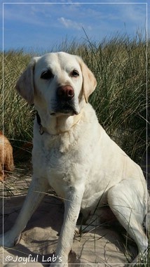 Joyful Labs Adventure Boy 