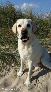 Joyful Labs Adventure Boy 