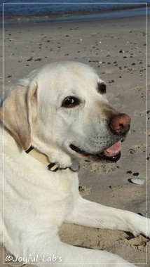 Joyful Labs Adventure Boy 