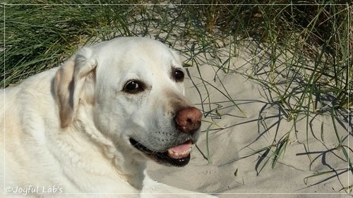 Joyful Labs Adventure Boy 