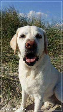 Joyful Labs Adventure Boy 