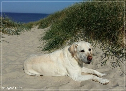 Joyful Labs Adventure Boy 