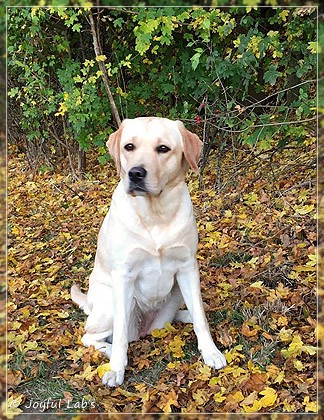 Joyful Lab's Cheeky Girl