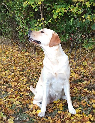 Joyful Lab's Cheeky Girl