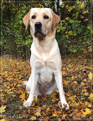 Joyful Lab's Cheeky Girl