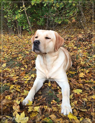 Joyful Lab's Cheeky Girl