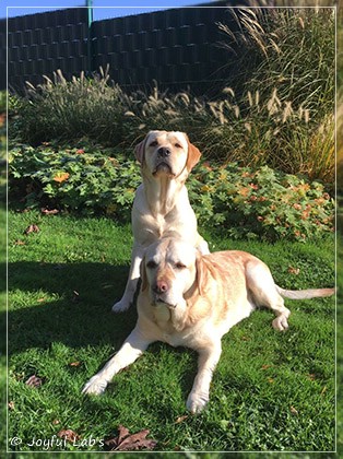 Joyful Lab's Cheeky Girl