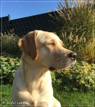 Joyful Lab's Cheeky Girl