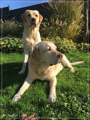 Joyful Lab's Cheeky Girl