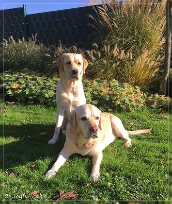 Joyful Lab's Cheeky Girl