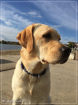 Joyful Lab's Cheeky Girl