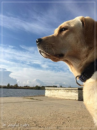 Joyful Lab's Cheeky Girl