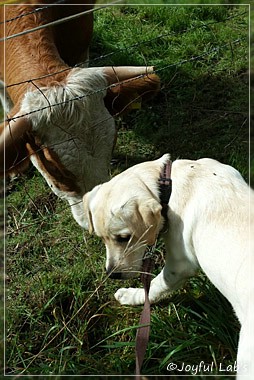 Joyful Lab's Come on Boy