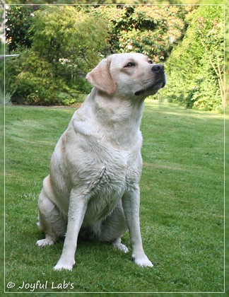 Joyful Lab's Cuddly Girl