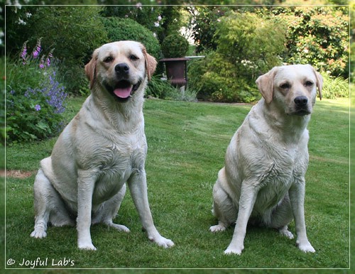 Joyful Lab's Cuddly Girl & Classic Girl