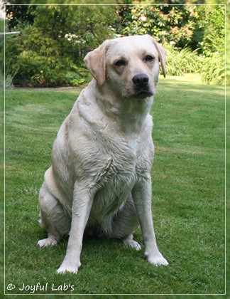 Joyful Lab's Cuddly Girl